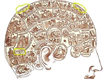 Mapa Frenol&oacute;gico del craneo